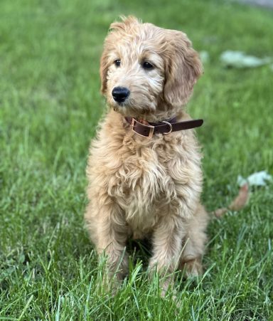 ZAVVIT Scout Halsband Ein sitzender, goldener Doodle-Welpe mit lockigem Fell auf grünem Gras.