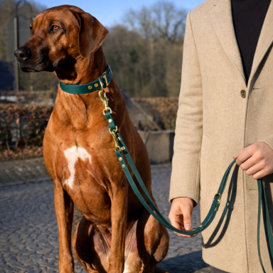 Grüne Premium Leine Ein Rhodesian Ridgeback sitzt neben einem Menschen in einem beigen Mantel mit einer Leine.