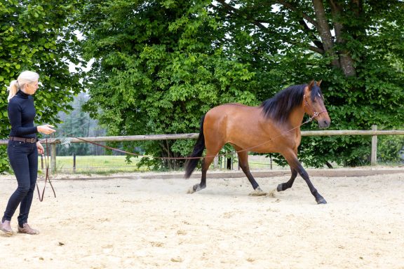 ZAVVIT - Scarlett Lead Eine Frau führt ein braunes Pferd in einer Reitarena.