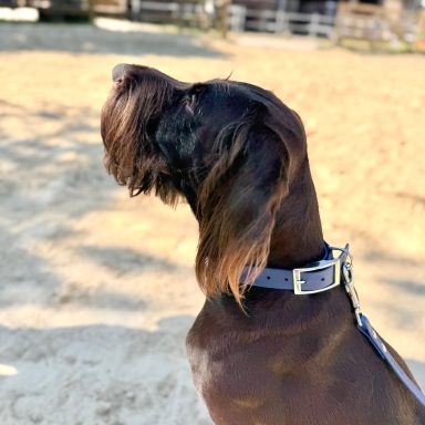 Blaues BioThane Halsband mit Leine Hund mit blauem BioThane Halsband und Leine von ZAVVIT im Freien