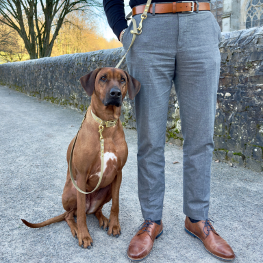 ZAVVIT Premium Leine Herr in eleganter Kleidung sitzt neben einem Hund an der Leine auf einem Gehweg.