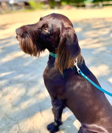 Grünes BioThane Set am Hund Hund mit grüner BioThane Leine von ZAVVIT im Freien