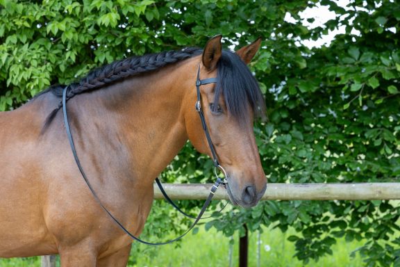 ZAVVIT Yukon schwarz Braunes Pferd mit geflochtener Mähne und Zügeln vor einem grünen Hintergrund.