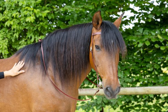 ZAVVIT - Elegance Zügel in braun Braunes Pferd mit braunen Zügeln steht vor einem grünen Hintergrund.
