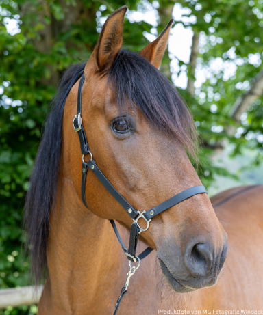 ZAVVIT - Comfort Fit Halfter in schwarz Braunes Pferd mit langem, schwarzem Fell und schwarzem Halfter vor grünen Bäumen.