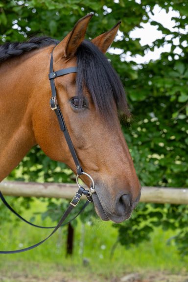 ZAVVIT - Elegance Zügel in schwarz Braunes Pferd mit einer eleganten Mähne vor grünem Hintergrund.