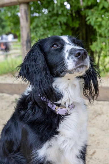 ZAVVIT Scout in Flieder Schwarz / weißer Hund mit einem lila Halsband, sitzt im Freien.
