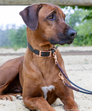 ZAVVIT Vienna mit passendem Halsband Ein brauner Hund sitzt mit angeleinter BioThane Leine an einem ruhigen Ort im Freien.
