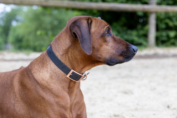 ZAVVIT Scout für große Hunde Brauner Hund mit Kurzhaarpelz und schwarzem Halsband, seitliche Ansicht.