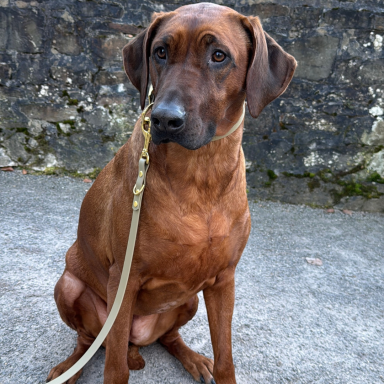 Olivfarbene Premium Leine Braun gefärbter Hund sitzt mit angeleintem Halsband auf einem Gehweg vor einer Steinmauer.