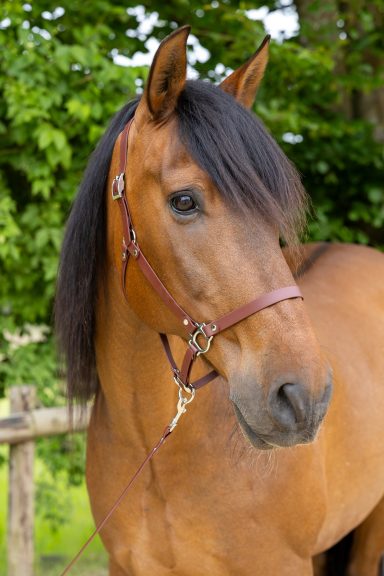 ZAVVIT - Comfort Fit BioThane® Halfter Braunes Pferd mit langem, schwarzem Haar und einem braunen Halfter am Kopf.