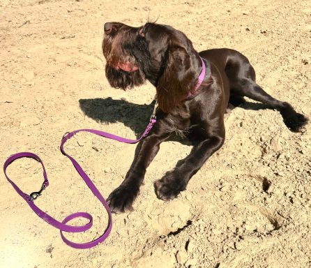 2m BioThane Leine in Beere Hund mit 2 m BioThane Leine in Beere von ZAVVIT im Sand