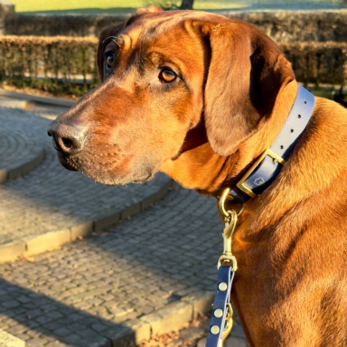 Premium Leine und Halsband Brauner Hund mit Halsband, seitlich im Park. Sonne beleuchtet sein Fell.