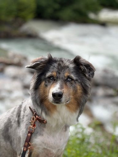 Braune BioThane Führleine am Hund Hund mit brauner BioThane Führleine von ZAVVIT am Bach
