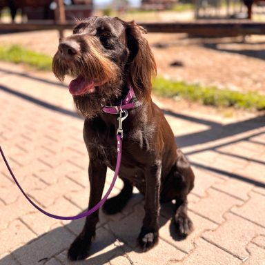 1m BioThane Führleine in Beere Hund sitzt mit beerefarbener BioThane Führleine von ZAVVIT auf dem Weg